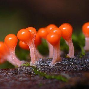 Плесневые грибы